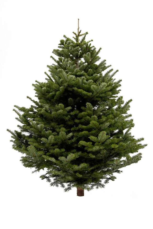 Premium Cut Nordmann Fir Christmas Tree