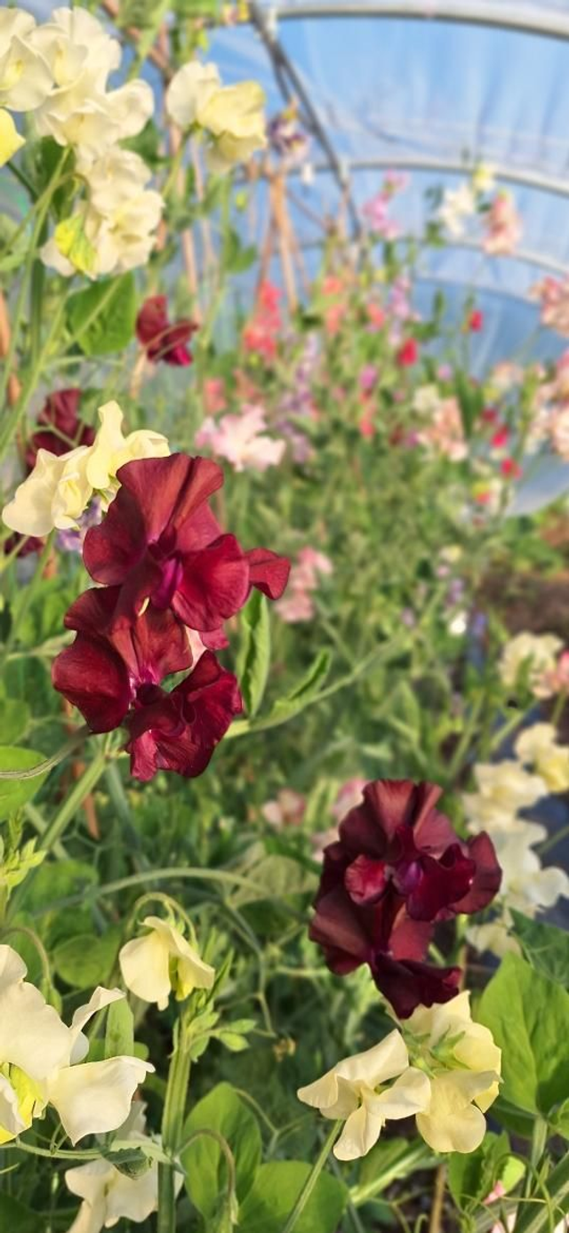 PLUG Sweet Pea 'Balmoral'