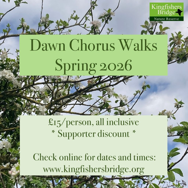 Dawn Chorus Walk