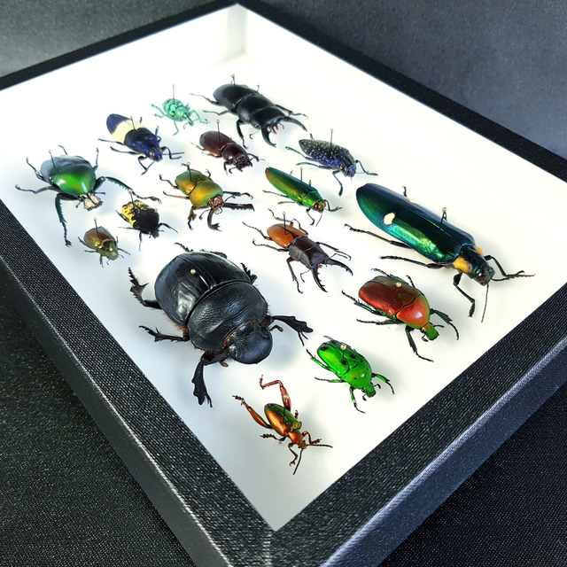 Collection de coléoptères du monde