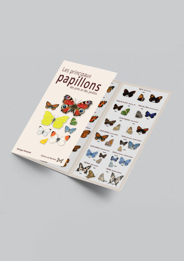 Dépliants trois volets Papillons