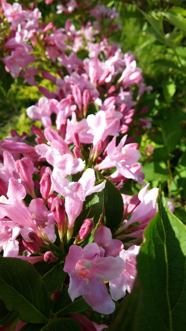Weigela ‘Florida’ - 1ltr pot