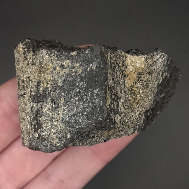 Diplodocus Rib Section 