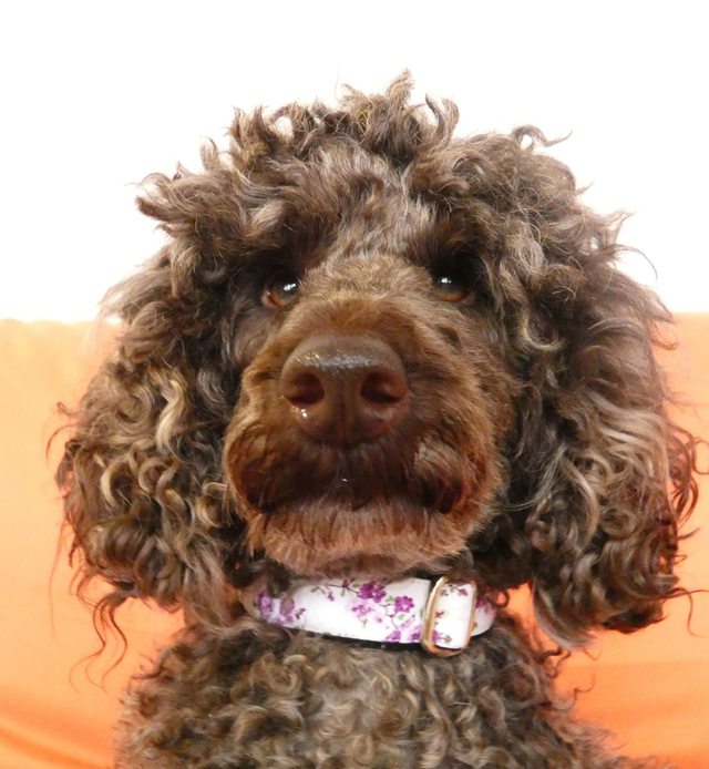 Collier chien Violette