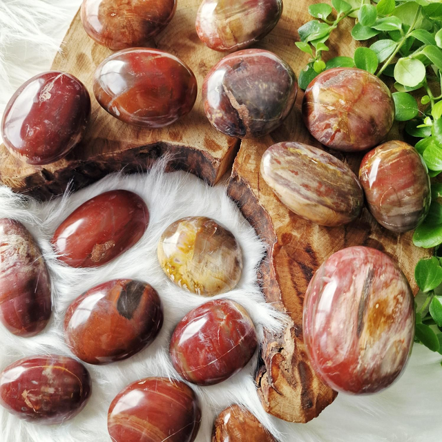 Petrified wood small palms 