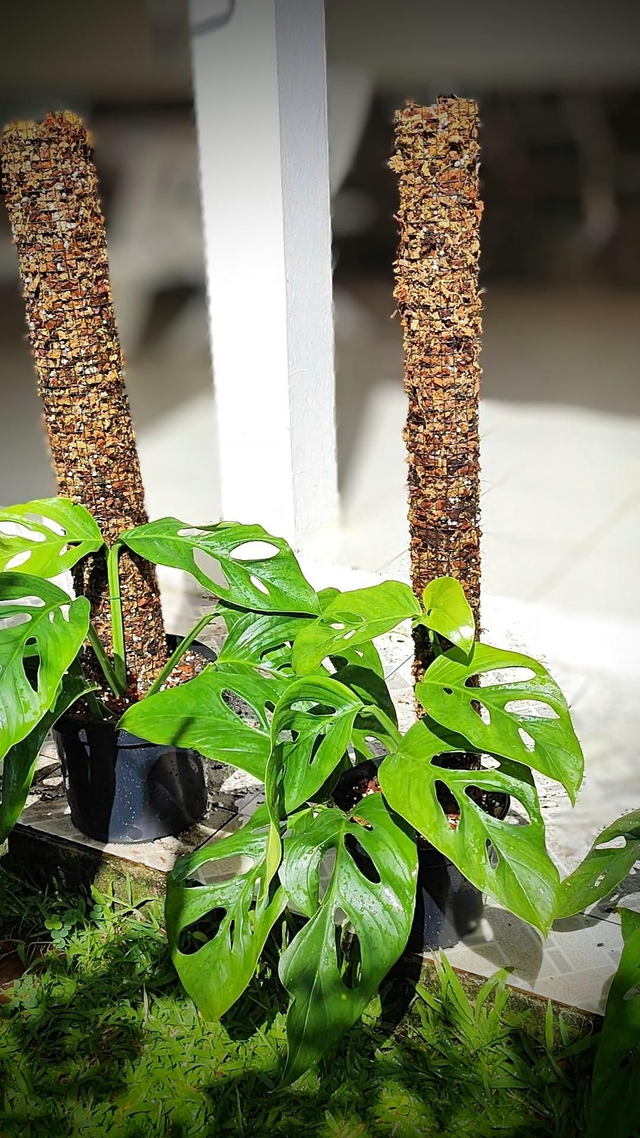 Tuteur pour plantes grimpantes (1m)