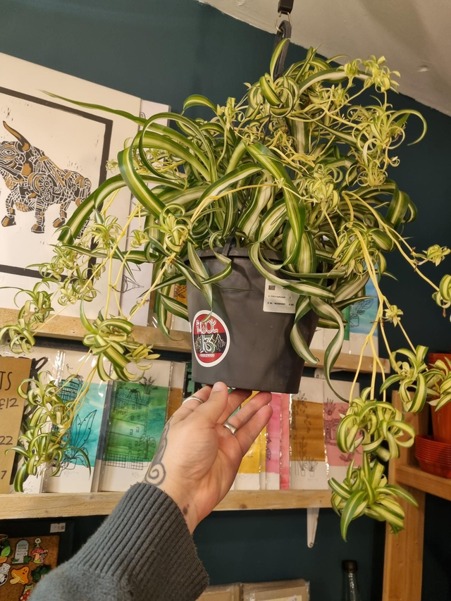 Spider plant 19cm pot 