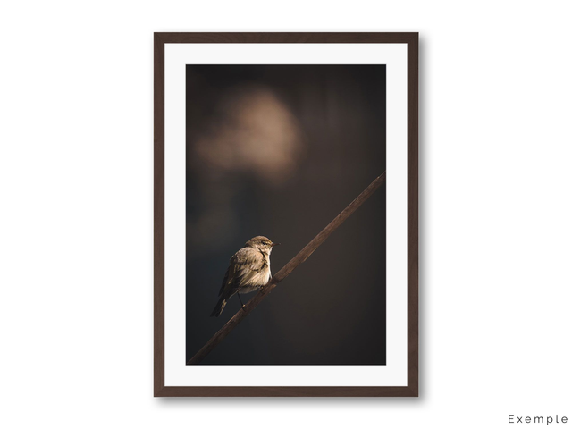 Pouillot au repos - Petit passereau sur son roseau