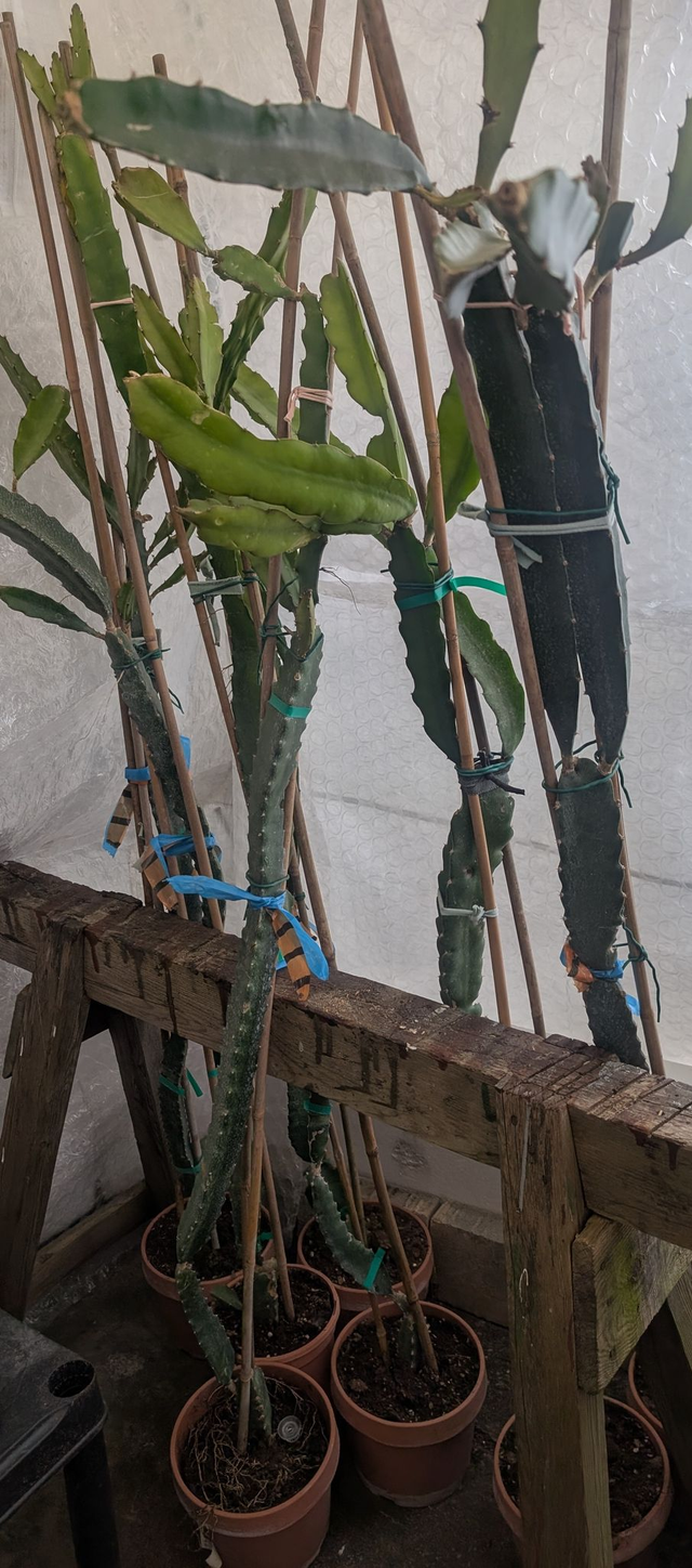 Drachenfrucht Pitahaya 