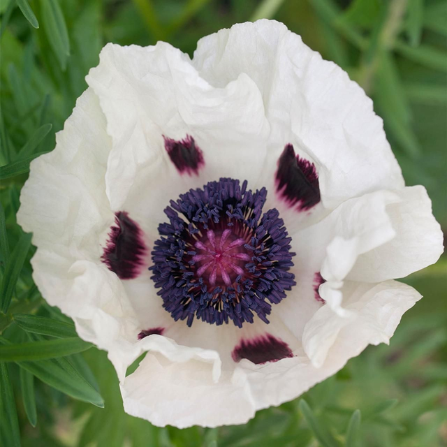 Papaver orientale Royal Wedding