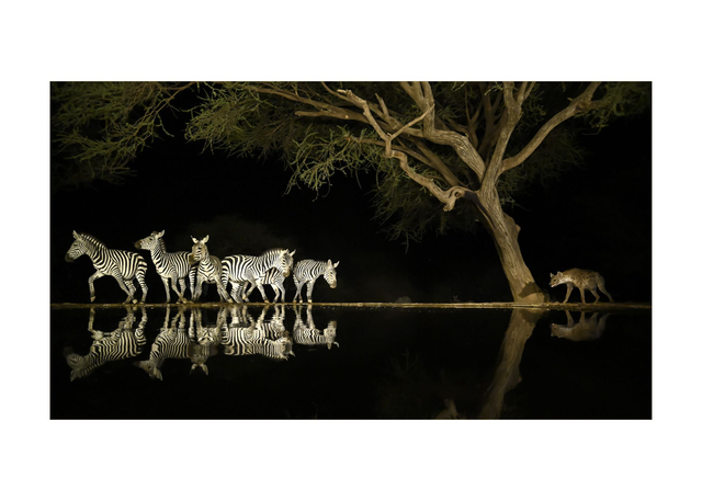 Panic at the waterhole