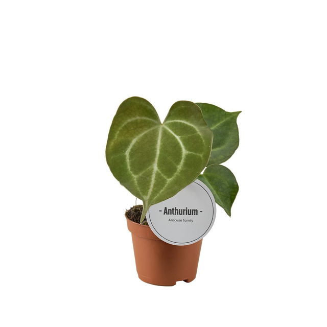 B08 . Anthurium clarinervium