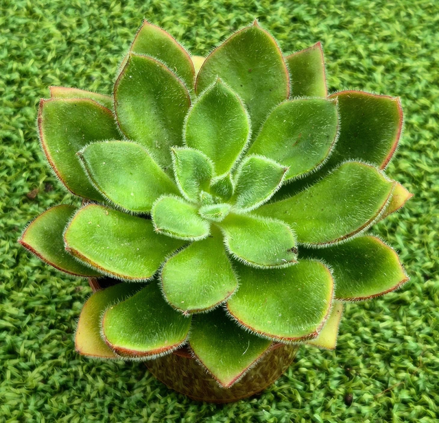 Echeveria setosa &#039;Firecracker&#039;