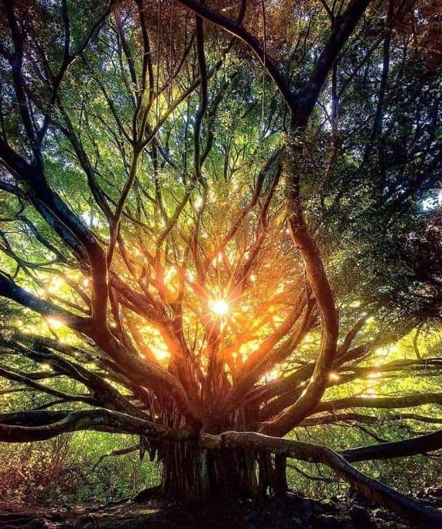 90 jours pour reprogrammer ton énergie et élever ta vibration