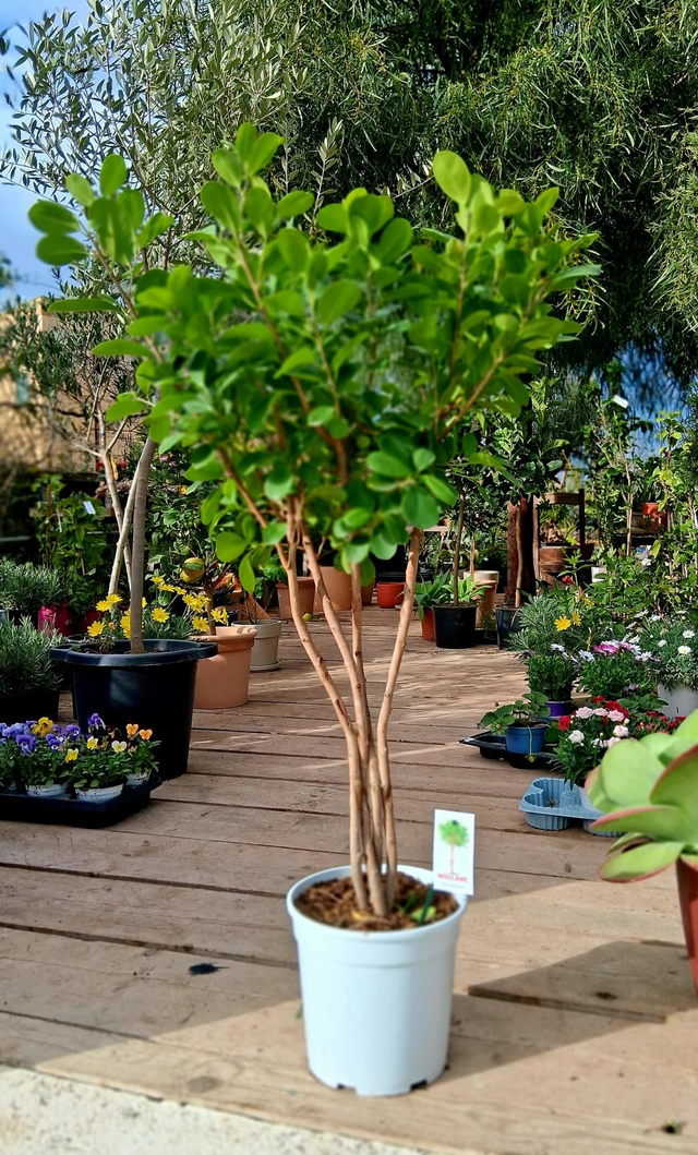 B123 . Ficus microcarpa 4 fusti
