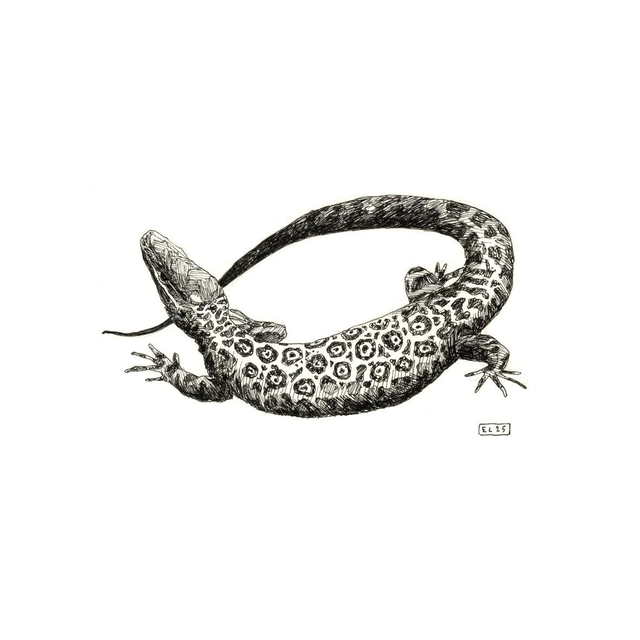 Lézard