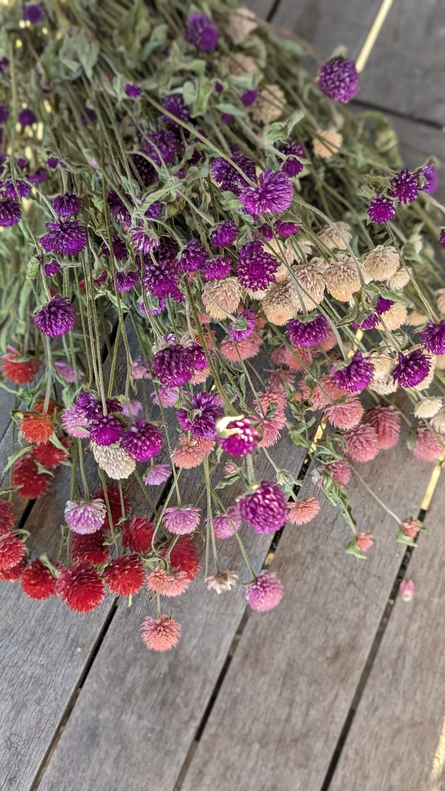 Fleurs séchées Gomphrena