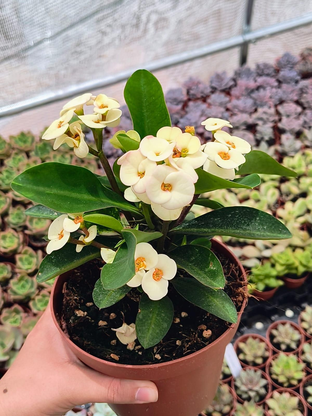 Euphorbia mili flor blanca
