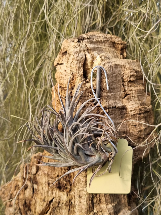 Tillandsia aeranthos nain