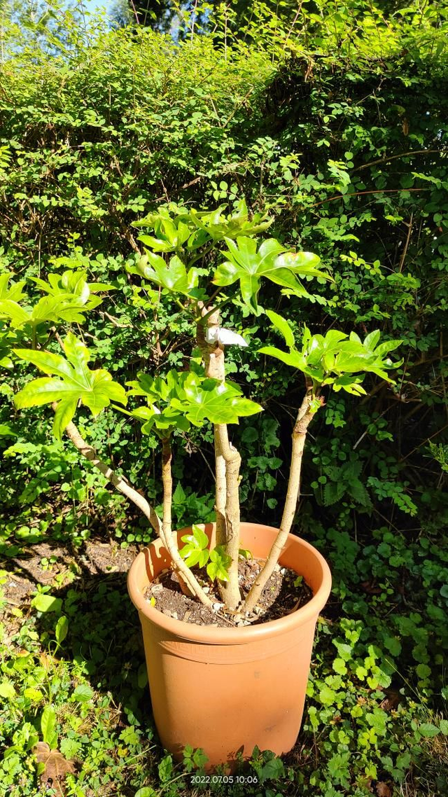 Fatsia japonica - C4.5l