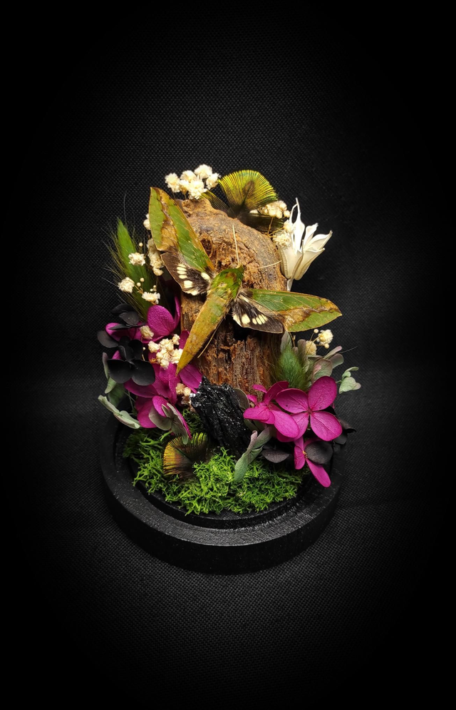 Diorama Papillon "Xylophanes chiron nechus" & 
Cristal de Carborundum