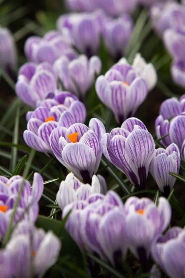 Crocus Pickwick Raye – Grandes fleurs violettes
