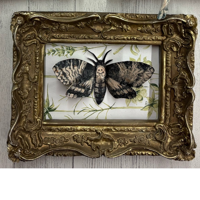Vintage deaths head hawk moth
