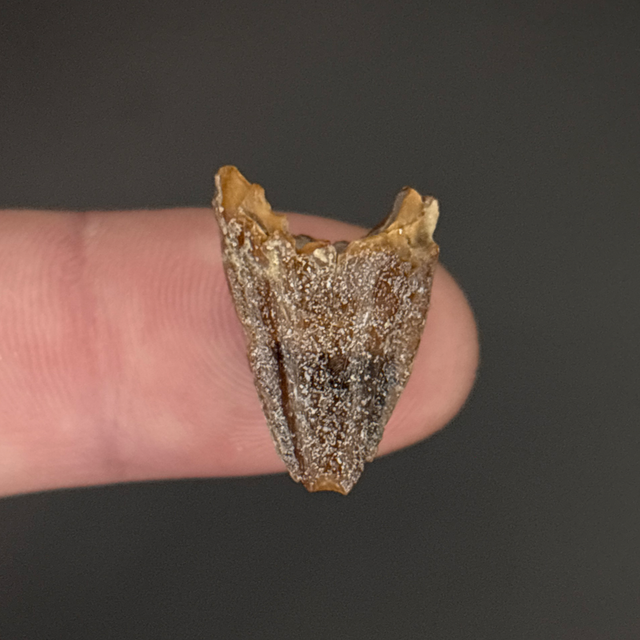Mahajangasuchus Tooth