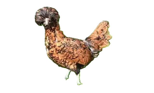Poule naine Padoue