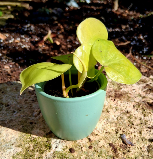 C62 . Filodendro scandens micans 'Lime' in "MINI CACHPOT"