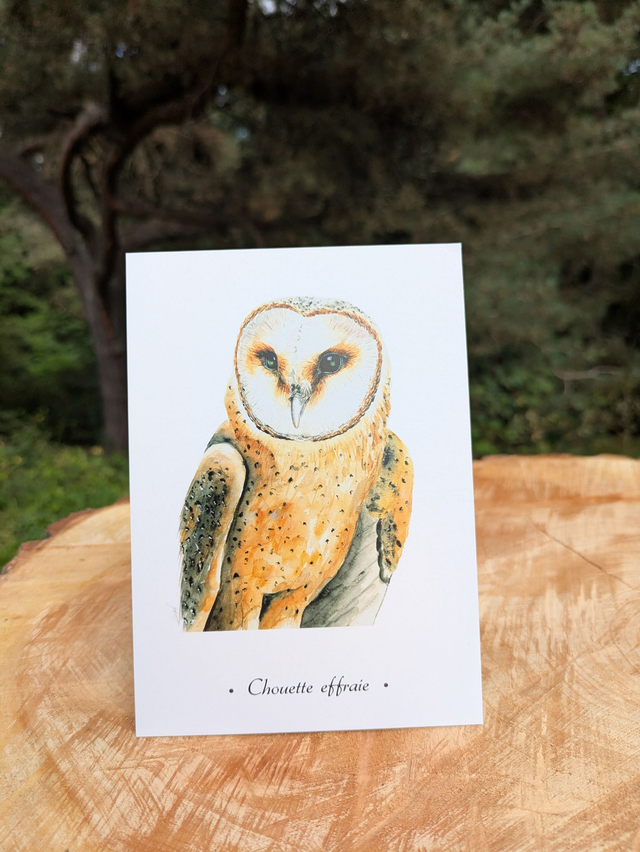 Carte Postale Chouette effraie