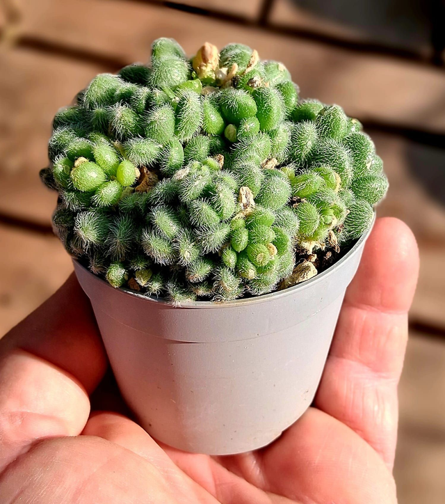 D98 . Sedum Hintonii