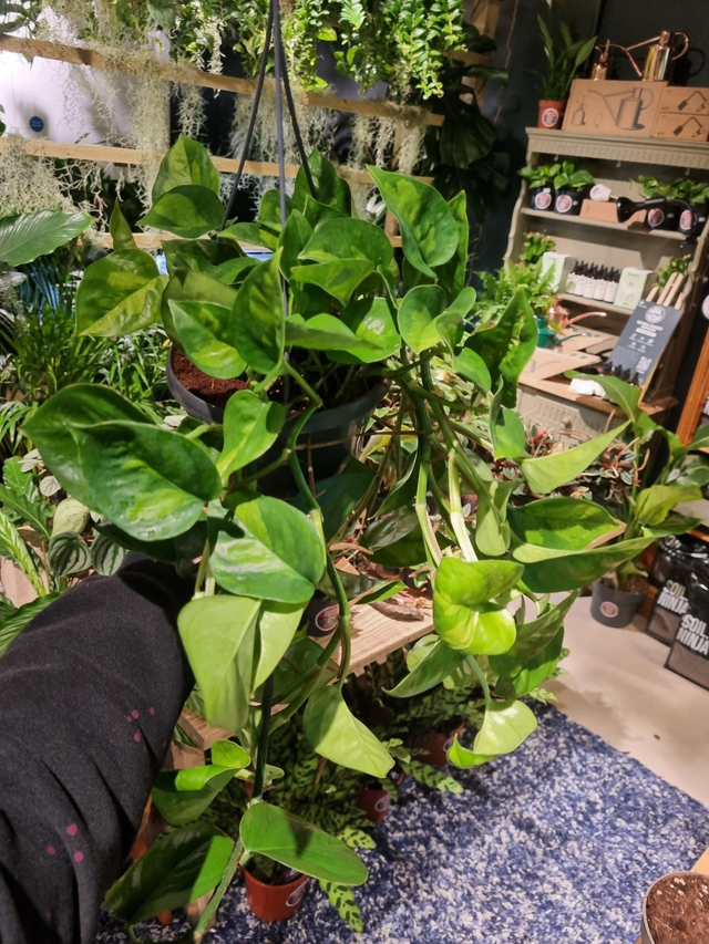 Pothos global green 