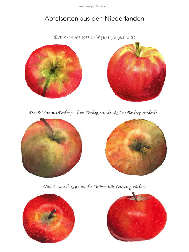 Apfelsorten aus den Niederlanden - Kunstdruck in A4