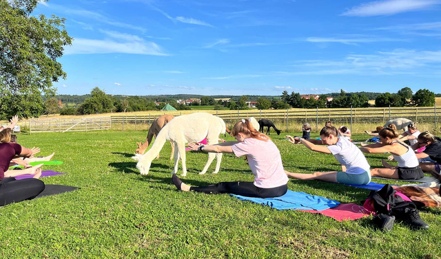 Yoga auf der Alpakaweide