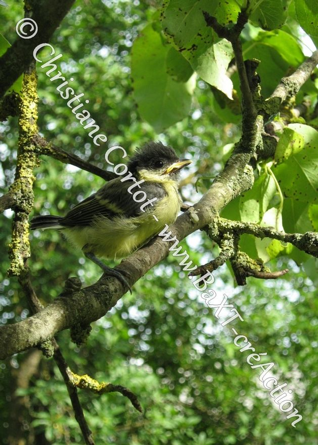 2 - Carte postale - Le petit monde du Vivant (Ref IMG_3006)