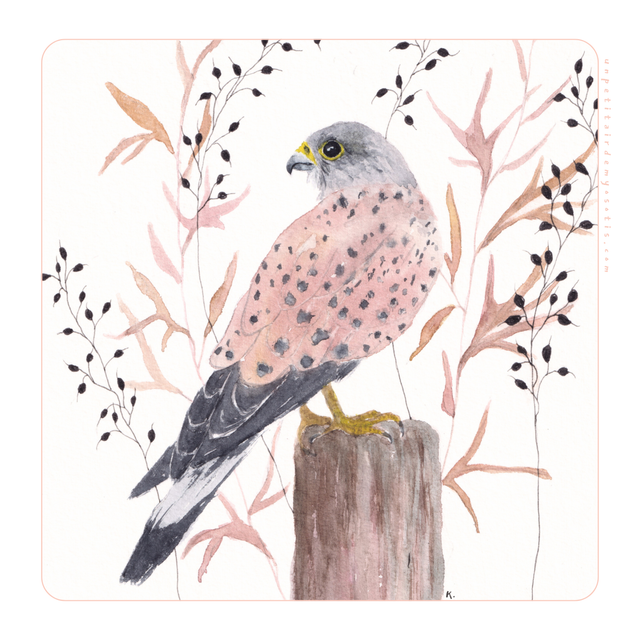 Carte postale Faucon crécerelle