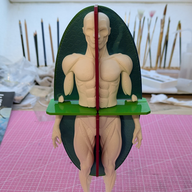 Anatomie Modell