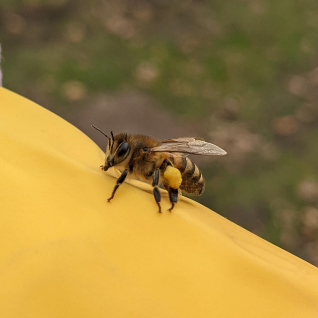 Adopt A Brummie Bee - worker bee