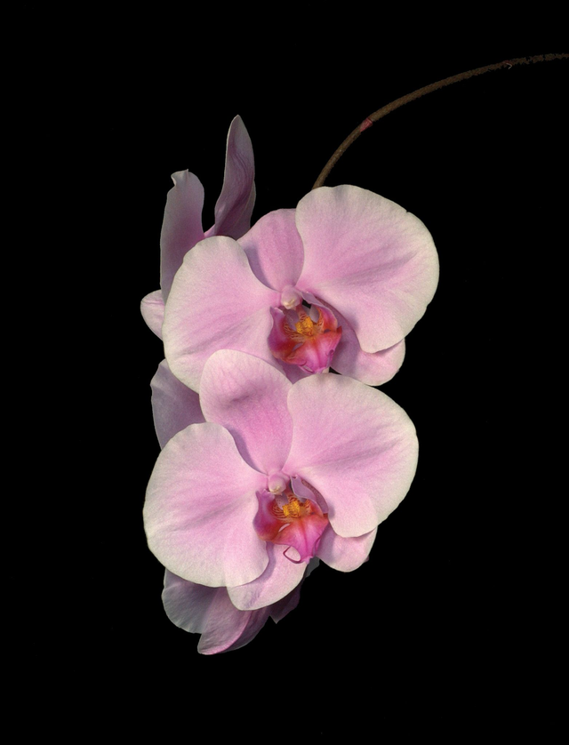 Wisdom of Compassion Essence