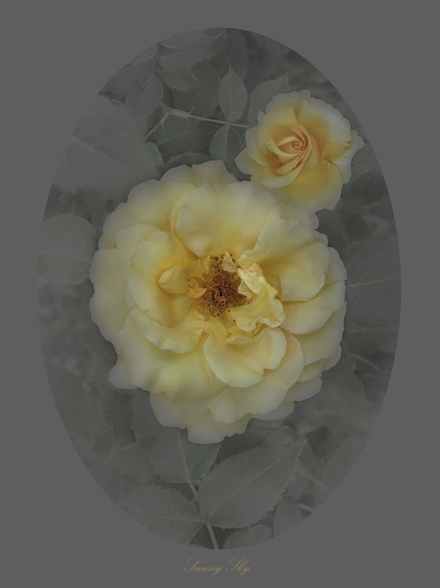 Rose Sunny Sky