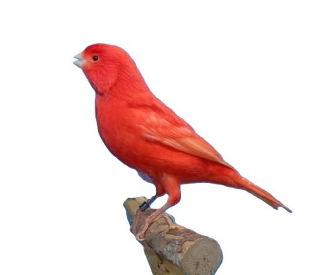 Le canari rouge intensif 