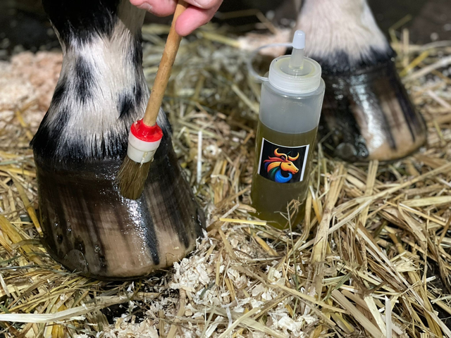 hochwertiges natürliches Huföl 🐴