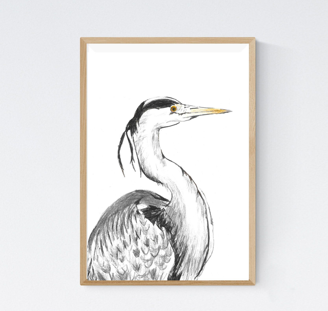 Héron cendré, ardea cinerea Profil
