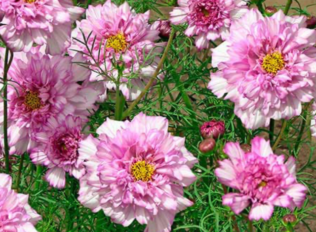 Cosmos Double Click Bi Colour Pink
