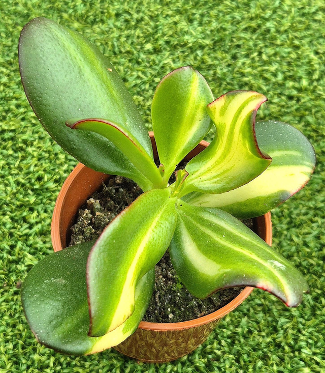 Crassula ovata ‘Return of Beauty’
(syn. “Mikaeri Bijin”)
