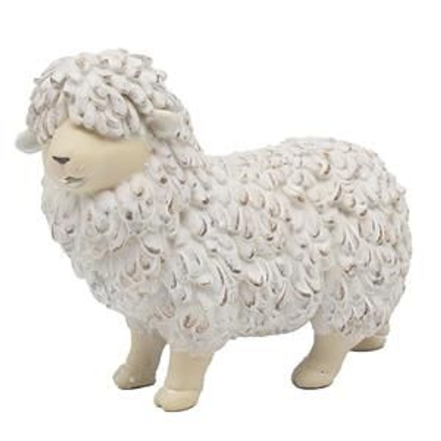Shaggy Sheep