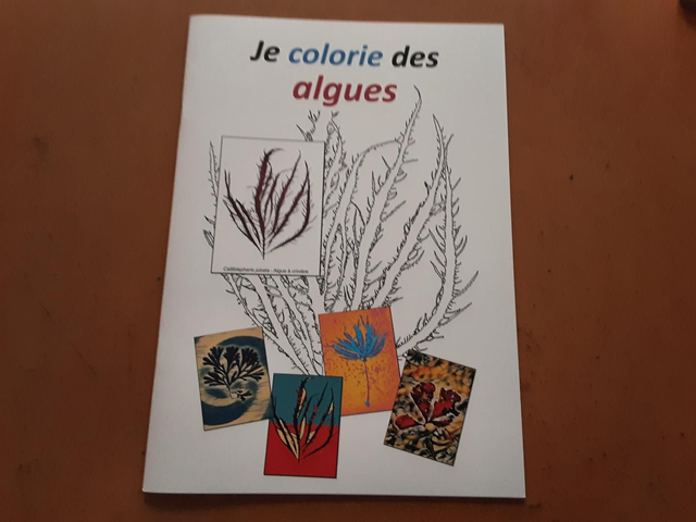 Coloriage algues