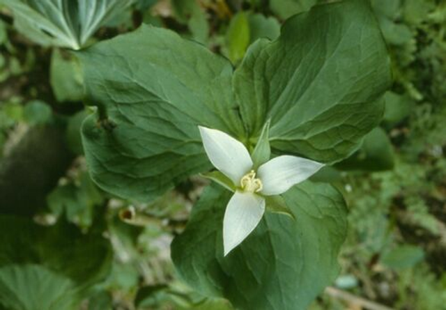 Trillium flexipes