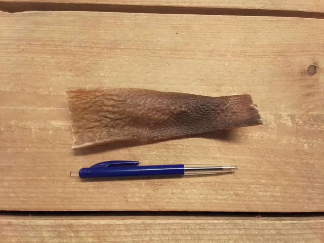 Wildzwijn kophuid kort